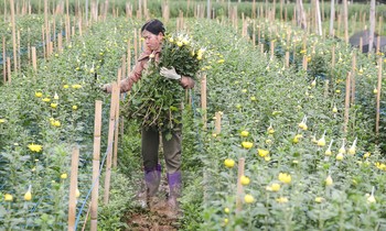 Rằm tháng Giêng, làng Tây Tựu lo 'sốt vó' vì hoa ế ẩm