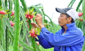 Lộ diện những mặt hàng rau quả triệu USD giúp nông dân lãi đậm