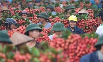Tránh để nông sản ứ đọng cục bộ khi dịch COVID-19 lan rộng