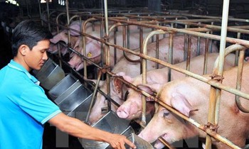 Giá thức ăn chăn nuôi tăng lần thứ 7 liên tiếp