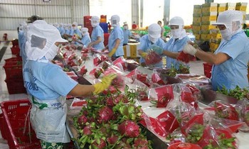 Nông sản cung ứng của 19 tỉnh đang dư thừa, dự báo cung sẽ vượt cầu