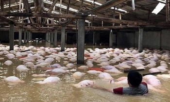 Quảng Nam, Quảng Ngãi thiệt hại nặng do mưa lũ