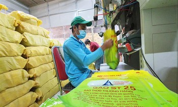 Gạo ST25 của Việt Nam liên tục bị các DN nước ngoài xin đăng ký bảo hộ thương hiệu