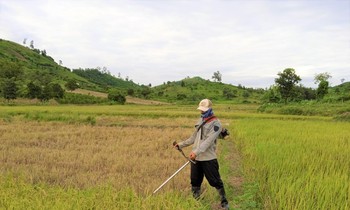 Anh Y.S thu hoạch lúa sau khi khỏi bệnh