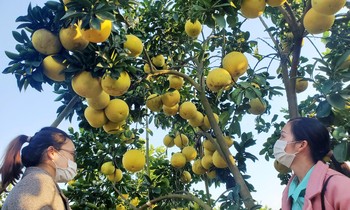 Vườn bưởi trĩu quả của nhà ông Trần Đình Én