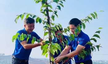 Dak Nong youth responded to the tree planting movement