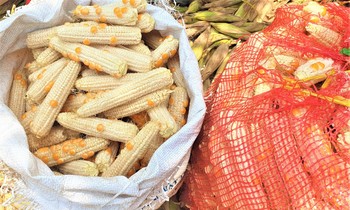 Nhiều trái bắp thưa hạt, trơ cùi