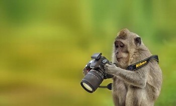 Khỉ đen ăn trộm máy ảnh, học đòi làm nhiếp ảnh gia