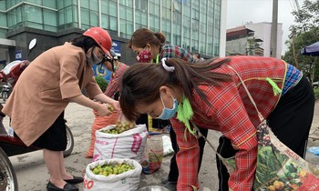 Mua mận “giải cứu” cho nông dân