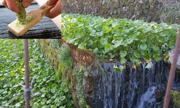 Trồng wasabi theo kiểu bậc thang ở tỉnh Shizuoka (ảnh nhỏ: Mài rễ wasabi tươi để dùng trong bữa ăn). Ảnh: Shizuoka Gourmet