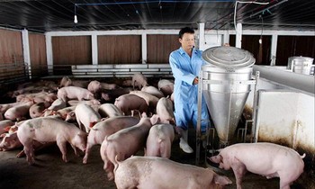 Ngành chăn nuôi liên tục gặp khó, khiến nhiều hộ chăn nuôi sợ không dám tái đàn