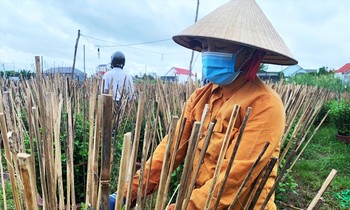 Hằng ngày chị Lương Thị Mỹ Vệ phải đi kiểm tra, gỡ lá hư cho từng chậu hoa cúc