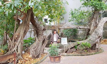 Thủ từ Nguyễn Xuân Trang bên hai cây si di sản trong đình - đền Hào Nam. Ảnh: Võ Hóa