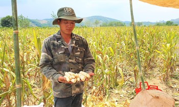 Nông dân trồng bắp lấy hạt nhưng thu cùi nhiều hơn