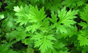 Cây ngải cứu ngọt - sweet wormwood