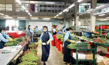 Sơ chế hoa tại doanh nghiệp FDI Dalat Hasfarm