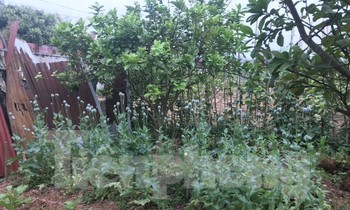 việc một số hộ dân lén lút trồng cây thuốc phiện (cây anh túc) có xử lý hình sự.