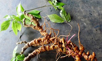 Công dụng chữa bệnh 'thần kỳ' của sâm Ngọc Linh vùng Nam Trà My