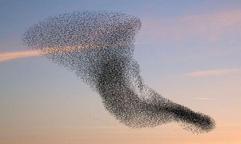 Những chú chim khổng lồ tạo nên những khung cảnh vô cùng độc đáo.