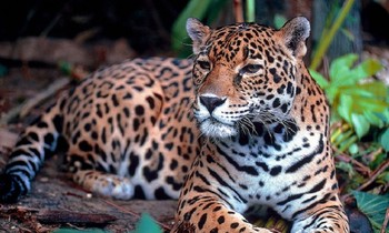 Câu chuyện rùng rợn về báo hoa mai ăn thịt người