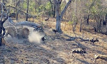 Lions catch stray dogs.
