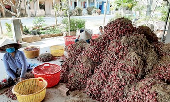 Hành tím Vĩnh Châu hiện đang tồn hơn 51.000 tấn chưa thể tiêu thụ được.