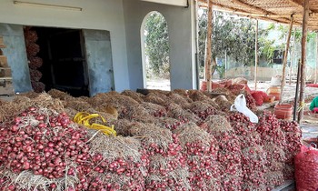 Hành tím Vĩnh Châu hiện đang tồn hơn 51.000 tấn chưa thể tiêu thụ được.
