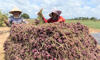 Nỗi lo của nhà nông bên hành tím.
