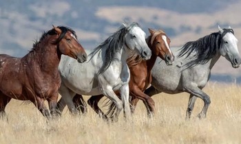 Những chú ngựa mustang hoang dã ở Mỹ có nguồn gốc từ Tây Ban Nha.