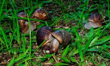 Ốc sên khổng lồ châu Phi có thể dài tới 20 cm và gặm nhấm nhà cửa.