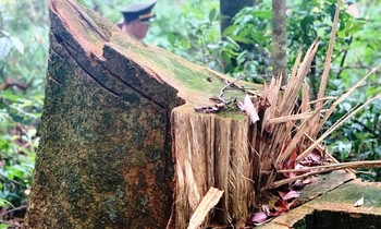 Cây rừng tự nhiên tại vùng giáp ranh A Lưới bị lâm tặc tàn phá. Ảnh: VOV