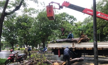 Nam thanh niên bị cây đè tử vong khi đang chạy xe máy trên đường