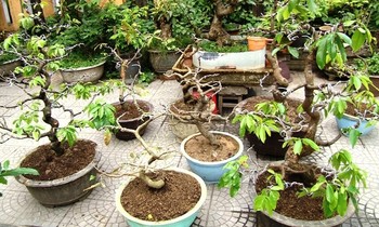 Hàng loạt cây mai cảnh bị Hậu lấy cắp đem bán lấy tiền tiêu xài cá nhân đã được công an thu hồi
