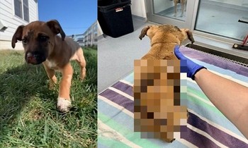 Thanh niên nhẫn tâm đốt cái chuồng bằng nhựa, mặc dù chú chó nhỏ của mình ở trong chuồng