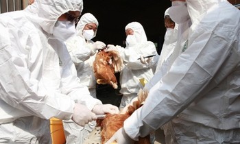 Tổ chức Y tế Thế giới cảnh báo khi virus H5N8 đã lây từ gà sang người: Nguy hiểm thế nào?