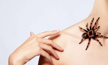 Thuốc từ nọc nhện độc có thể cứu người bị nhồi máu cơ tim 'thoát' tử vong