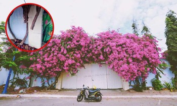 Giàn hoa giấy nổi tiếng ở Vũng Tàu bị kẻ gian cưa trộm: Cây héo úa vì bị cưa thân, cắt gốc