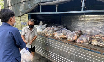 Nhân viên vệ sinh thu gom cá để đưa đi tiêu hủy.