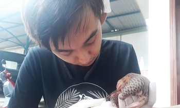 Cá thể tê tê vàng được tiếp nhận chăm sóc.