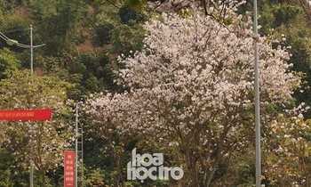 Xuân này ghé Điện Biên: Sắc ban trắng vẽ nên một “nàng thơ” Tây Bắc mộng mơ
