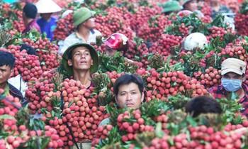 Bắc Giang sẵn sàng các phương án tiêu thụ vải thiều