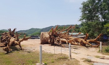 Ông Chương cho biết mua 3 cây từ người dân ở Đắk Lắk.