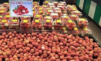 100 tấn vải thiều Việt Nam sẽ lên đường xuất khẩu sang các bang Nam Úc và Tây Úc trong thời gian tới