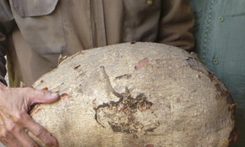 ‘Anh hùng phi công’ đào khoai nặng hơn 22 kg