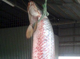 Bắt được cá rồng nặng gần 60kg
