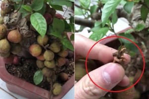 Mua sung bonsai nửa triệu đồng, tá hỏa phát hiện quả gắn bằng keo 502