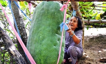 Bí đao khổng lồ có thể 'đè chết người' tại đất võ Bình Định