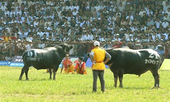 Hé lộ công phu, tuyệt kỹ nghề luyện trâu chọi