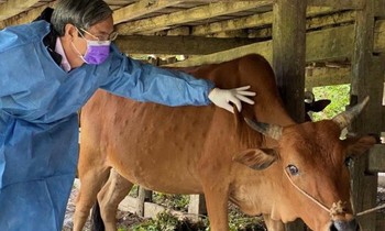 Cơ quan chức năng tỉnh Lạng Sơn kiểm tra, lấy mẫu xét nghiệm bệnh lạ trên bò ở huyện Hữu Lũng .Ảnh: TL