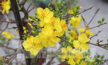 Mai vàng, đào bung nở 'đổ bộ' xuống phố chào Tết